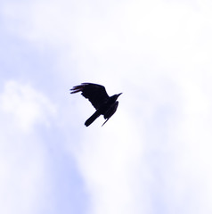 A black crow flies at the blue sky