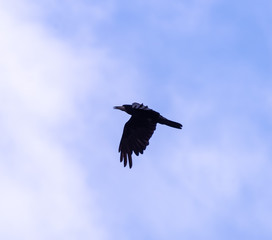 A black crow flies at the blue sky