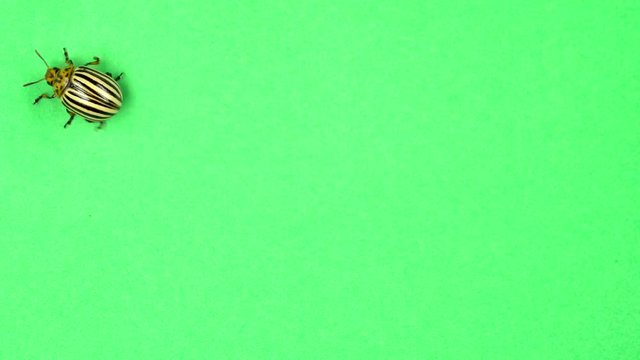 Colorado potato beetle bug walking on green screen