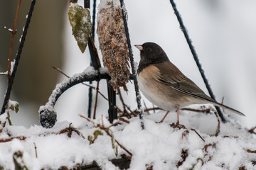 Birds in the winter