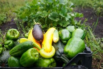 The harvest of zucchini, cucumbers, eggplant and pepper is folded in plastic boxes for vegetables....