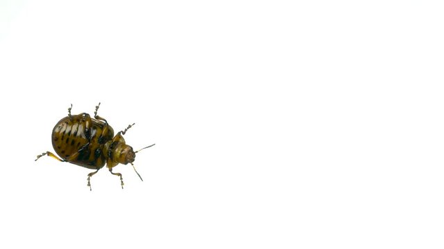 Colorado beetle on white background. bottom view