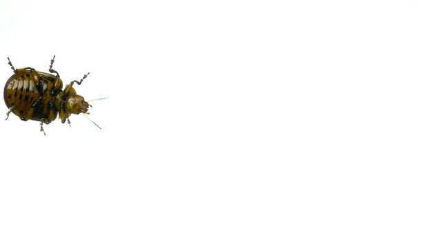 Colorado potato beetle bug walking on white background. bottom view