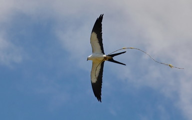 Flying swallow-tailed kite carrying nest material