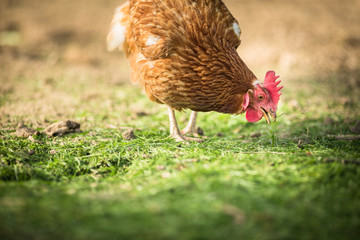 Hen in a farmyard (Gallus gallus domesticus)