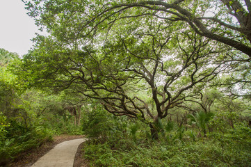 forest trail florida