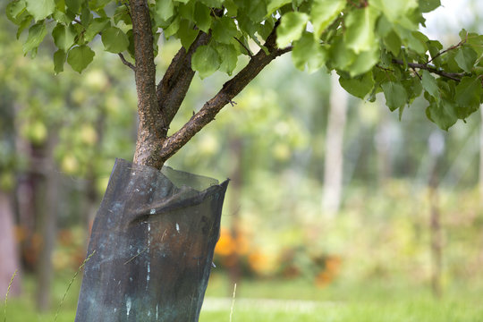 Young fruit tree sapling trunk with plastic protective hedge on bright sunny day. Gardening concept.
