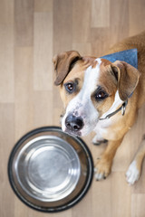 Hungry puppy sits on the floor near empty  food bowl and waits for food. Cute staffordshire terrier dog looking up and begging for treats