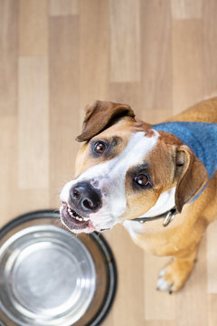 Hungry Puppy Sits On The Floor Near Empty  Food Bowl And Asks For Food. Cute Staffordshire Terrier Dog Looking Up And Waiting For Treats