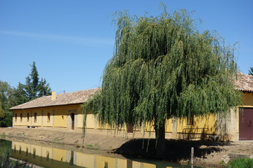 Trauerweide am Canal de Castilla