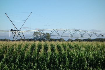 bew&auml;ssertes Maisfeld