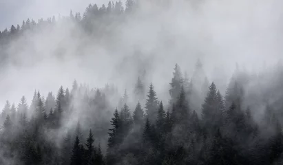 Fotobehang Bos in de mist als achtergrond. Prachtig natuurlijk landschap in de zomer © lightpoet