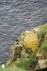 Papageitaucher am Hafen von Bakkagerði / Ostfjorde - Island