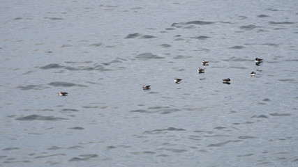 Papageitaucher am Hafen von Bakkagerði / Ostfjorde - Island