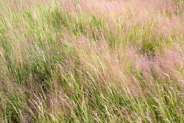 Meadow grass in the wind