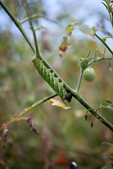 Tomato Catapillar