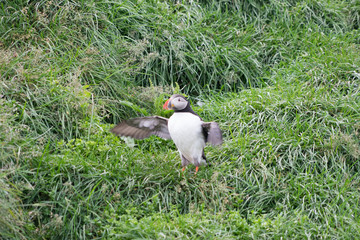 Papageitaucher am Hafen von Bakkagerði / Ostfjorde - Island