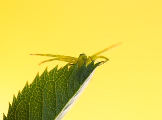 a green spider sits on leaves