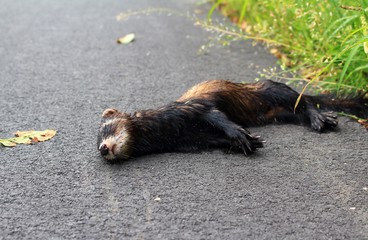 Toter Iltis am Straßenrand