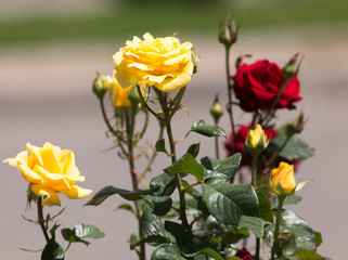 Roses bush on garden landscape