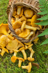 Wild mushrooms chanterelles scattered in the basket
