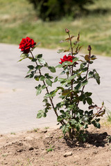 Roses bush on garden landscape