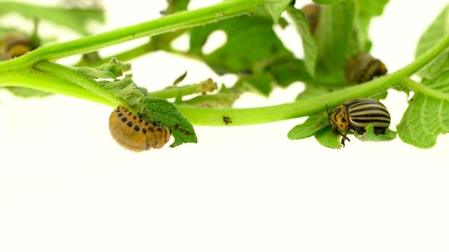 Larvae of a potato bug eat a bush on white background
