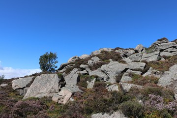 Fototapeta na wymiar Rocks and tree on hilltop against blue sky with copy space