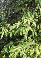 heavy rain, pine with morning dew on a branch