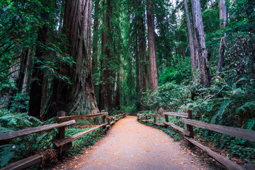 California Redwoods, Muir Woods State Park