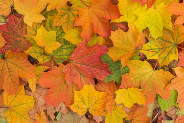 Naklejka na ściany i meble Fallen colorful autumn leaves close-up background