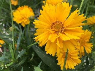 yellow tickseed flowers