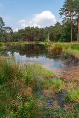 Fototapeta na wymiar pond or lake with reflections