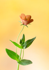 Obraz na płótnie Canvas small flowers on a yellow background