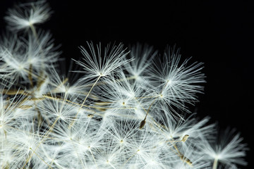 Dandelion with macro seeds on a black background