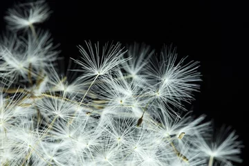 Rolgordijnen Dandelion with macro seeds on a black background © donikz