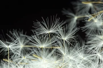 Fototapeten Dandelion with macro seeds on a black background © donikz
