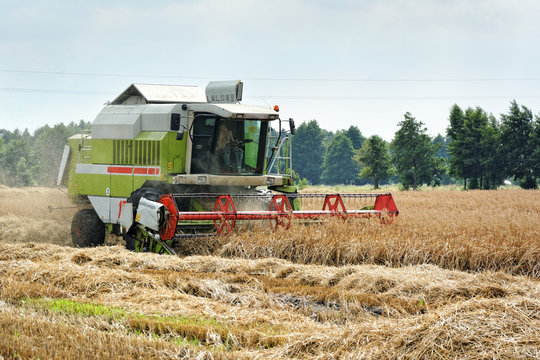 Kombajn zbożowy podczas pracy na polu