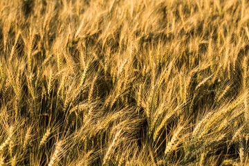 Golden Barley / Wheat Field