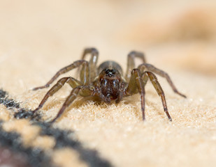 Spider in the house on the carpet