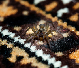 Spider in the house on the carpet