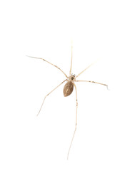 Spider on spider web