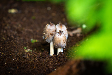 Three cute mushrooms growing in the forest