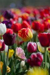 Tulips - 219343371