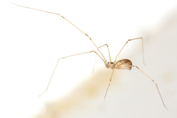 Spider on spider web