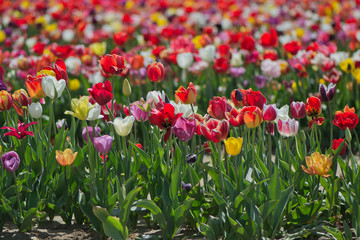 Field Of Tulips - 219343376