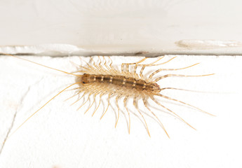 House centipede on the wall
