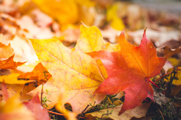 Autumn scene in a park