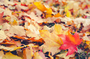 Autumn scene in a park