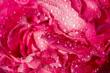 Beautiful gold photograph of a flower of roses against the background of drops of water during sunset